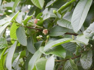 Baby guavas!