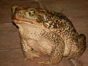 A local frog called a kururu, the size of a grapefruit. Harmless but its size can be startling when you stumble upon it at night.