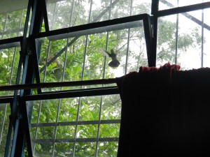 Hummingbird at my window, midflight. Everyday. Love it.