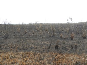 Miles and miles of burned prairie and sugar cane crops, destroyed over a few days after lightning strikes and tossed cigarettes.