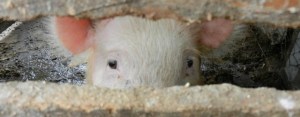 Peek-a-boo pig