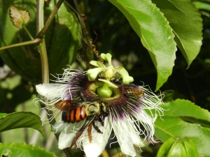 Passion fruit flower with a giant bee collecting nectar. You can see all the pollen on her back, which is great for cross-pollinating flowers! This giant bee is very docile and stingless. On the backside of the flower behind the stamens you can see a  smaller, common honeybee. The two get along just dandy.