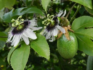 Passion fruit flowers and the actual fruit. One of my all-time favorite flowers. And they smell like lillies.