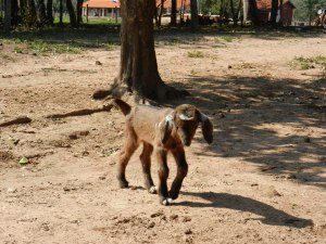 Goat babies and rooster 009
