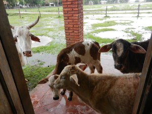 Look who greeted me at the door this morning! 5 mamas and 5 babies all trying to get out of the wind and rain.