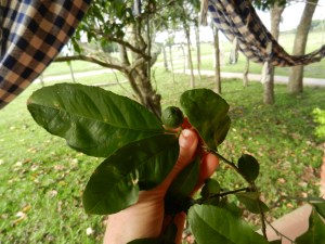 Baby lime from the tree in my backyard.