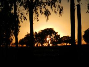 Another beautiful Paraguayan sunset. The eucalyptus trees in the foreground are very popular here because they mature in 7 years and bring very good money when sold for lumber.