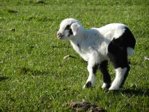 Baby goats are getting bigger. Their bleats are adorable and sometimes almost human. I can't believe I haven't started lactating after listening to them all day.