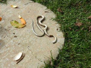 The harmless-to-humans "falsa jarara" or toad-eating snake. The species varies greatly in markings and size and is easily mistaken for the deadly Bothrops jarara so when in doubt, leave it alone!