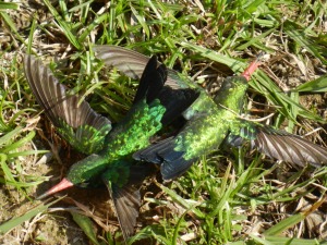 Resting male Glitter-bellied Emerald Hummingbirds in Paraguay - outside my front door!