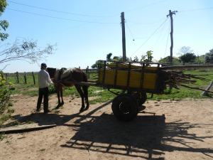Vicente, 16,  returning to the farm with the horse and cart full of mandioca and sugar cane. 