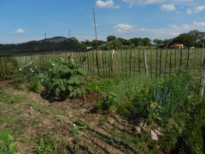 My garden with sunflowers marking the end of the tablones (beds) with a combo chain link/bamboo fence