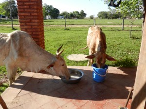 The girls had been out on pasture in the hot sun all day. When they were finally turned in near my house they drank all of my soapy laundry water like it was a cold margarita!