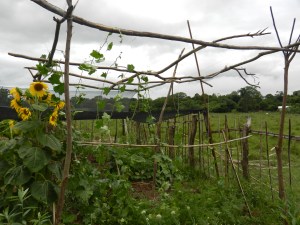 My homemade arbor for passionfruit and sponge vines. These will provide shade to the vegetables during the intense summer heat. Without shade, many vegetables literally bake on the plant!