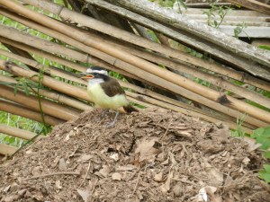 Baby woodpecker known as a Campo Flicker, sitting on my compost pile. It fell out of the nest in the tree above.