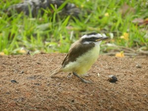 The baby's parents had been feeding this little guy right under my window. I guess the servings were too big because he upchucked this mashed berry mixture!