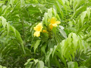 Random roadside beauty