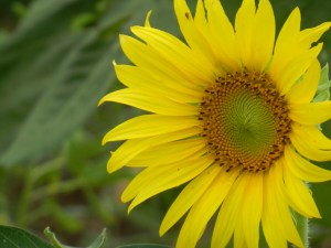 Sunflowers from my test plot. Nothing so fun or beautiful as a field of sunflowers!