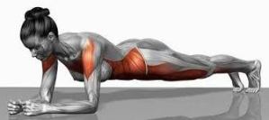 Proper plank pose highlighting the muscles it strengthens throughout the core. This will whittle your middle.