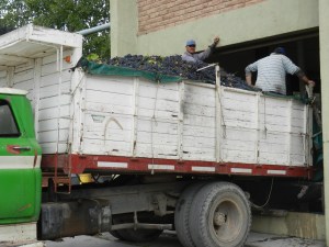 A truck delivering grapes to the winery in Mendoza, Argentina. Yes, the men stand in it and shovel them into the hopper.
