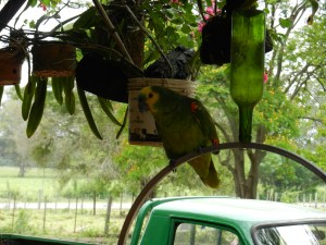 Loro's favorite words: Hola (Hello), Ocho (8), Si (yes or if), Mama, Cuatro (4)