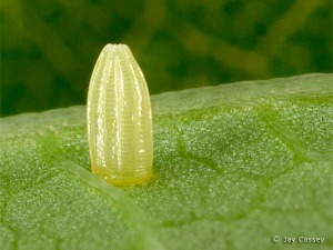 Tiny butterfly egg, the size of a pen tip. (stock photo)